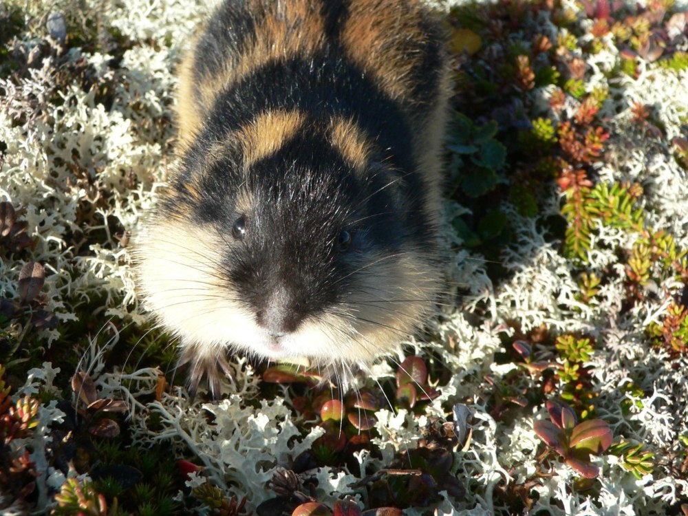 Пеструшка лемминг