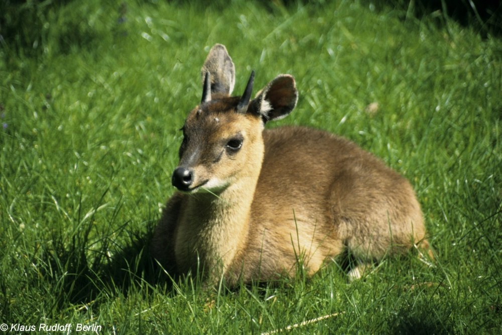 Антилопа Tetracerus quadricornis