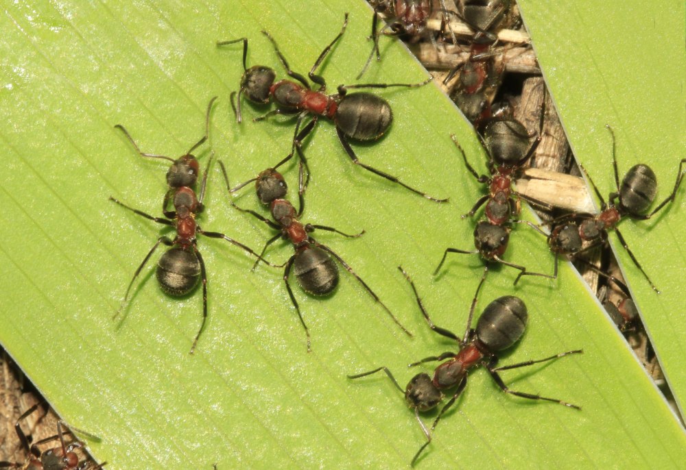 Муравьи Formica pratensis