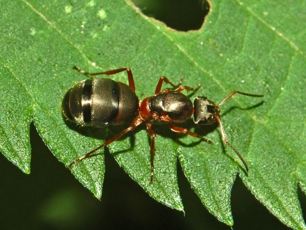 Муравьи Formica pratensis