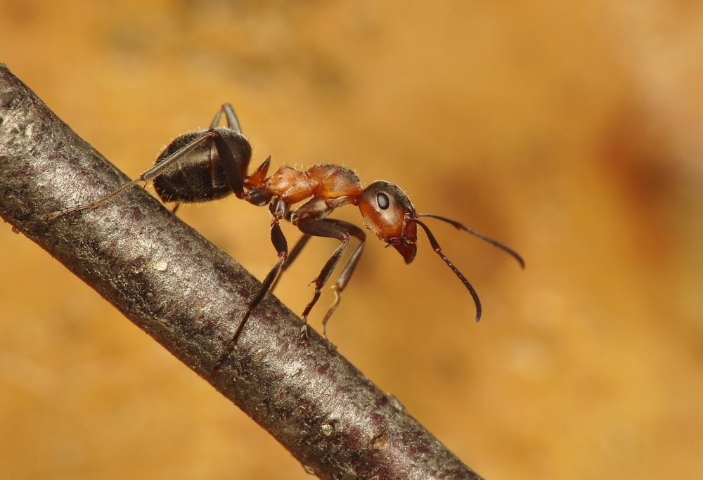 Муравьи Formica pratensis