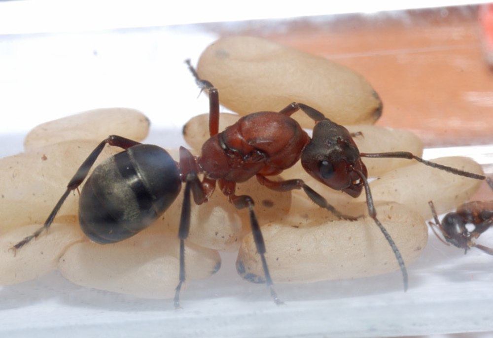Formica sanguinea матка