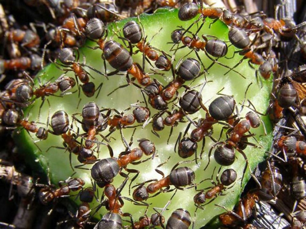 Муравьи Formica pratensis