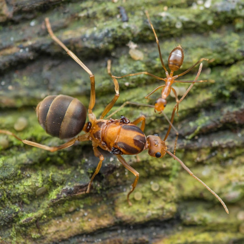 Муравьи «anoplolepis gracilipes»