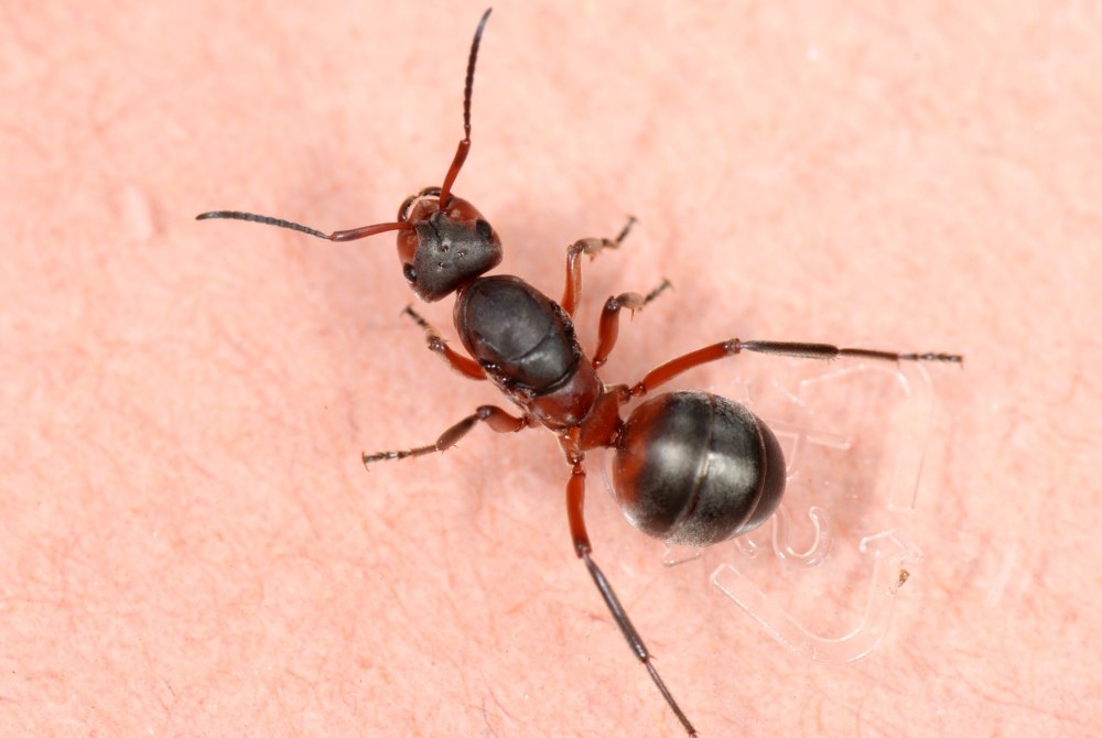 Матка муравьев Formica pratensis