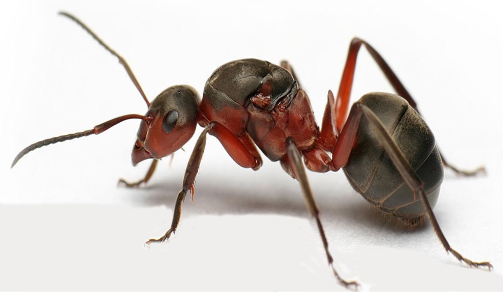 Formica pratensis матка