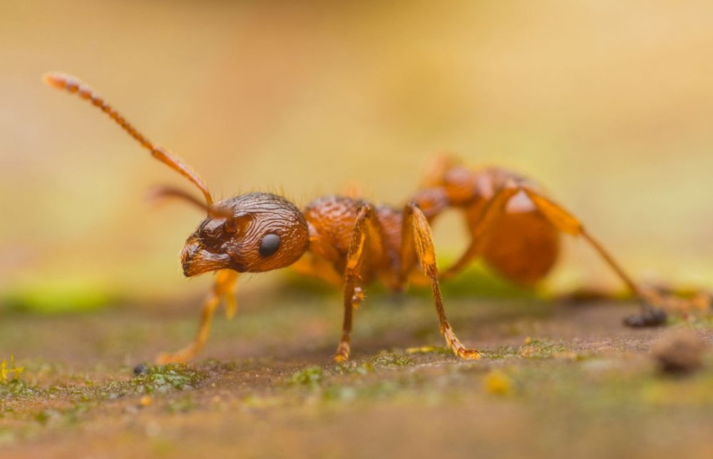 Муравьи Myrmica rubra