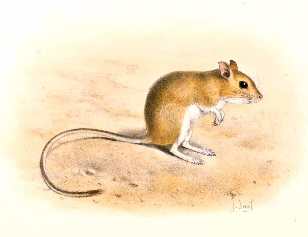 Gerbillus Gerbillus
