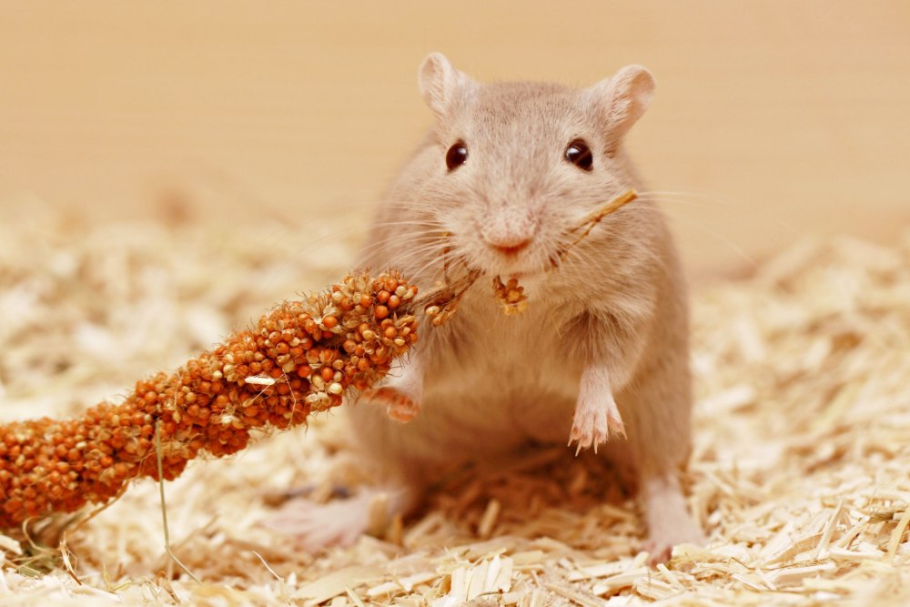 Корм для песчанок little one Gerbils