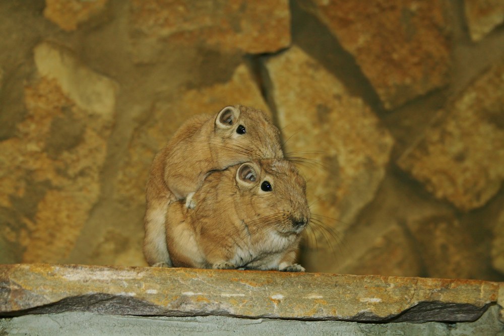 Gerbil and Snow