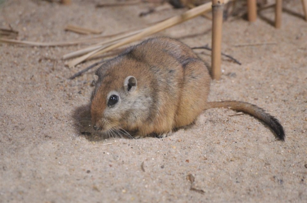 Desert rat Песчанка