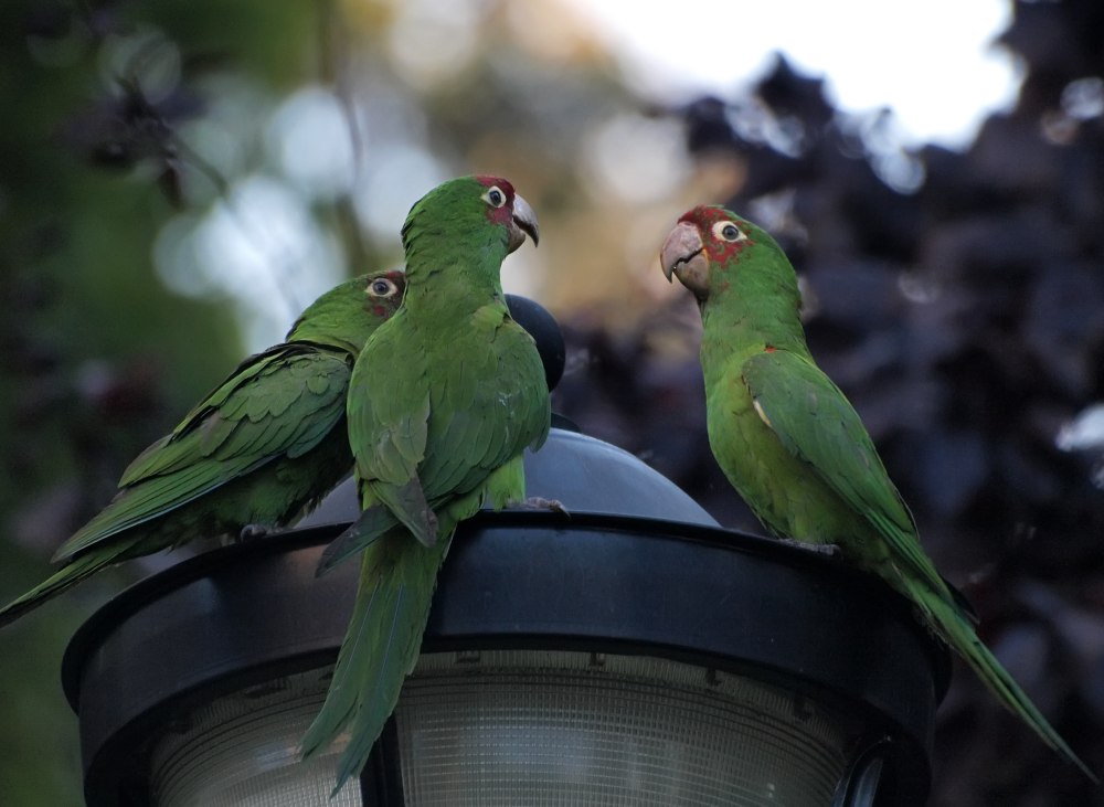 Аратинга желтоухий
