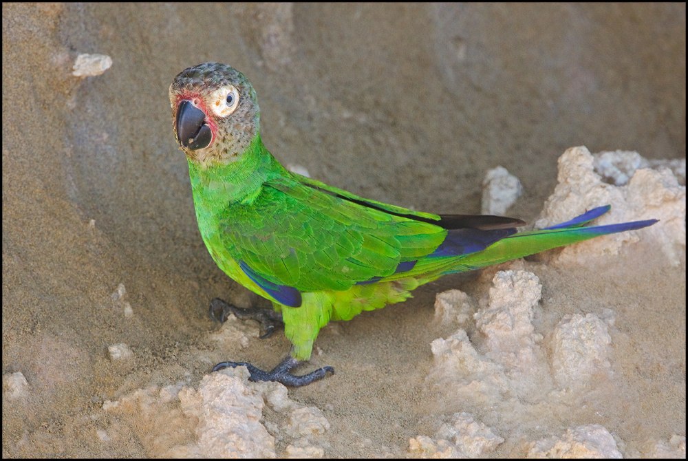 Dusky headed попугай