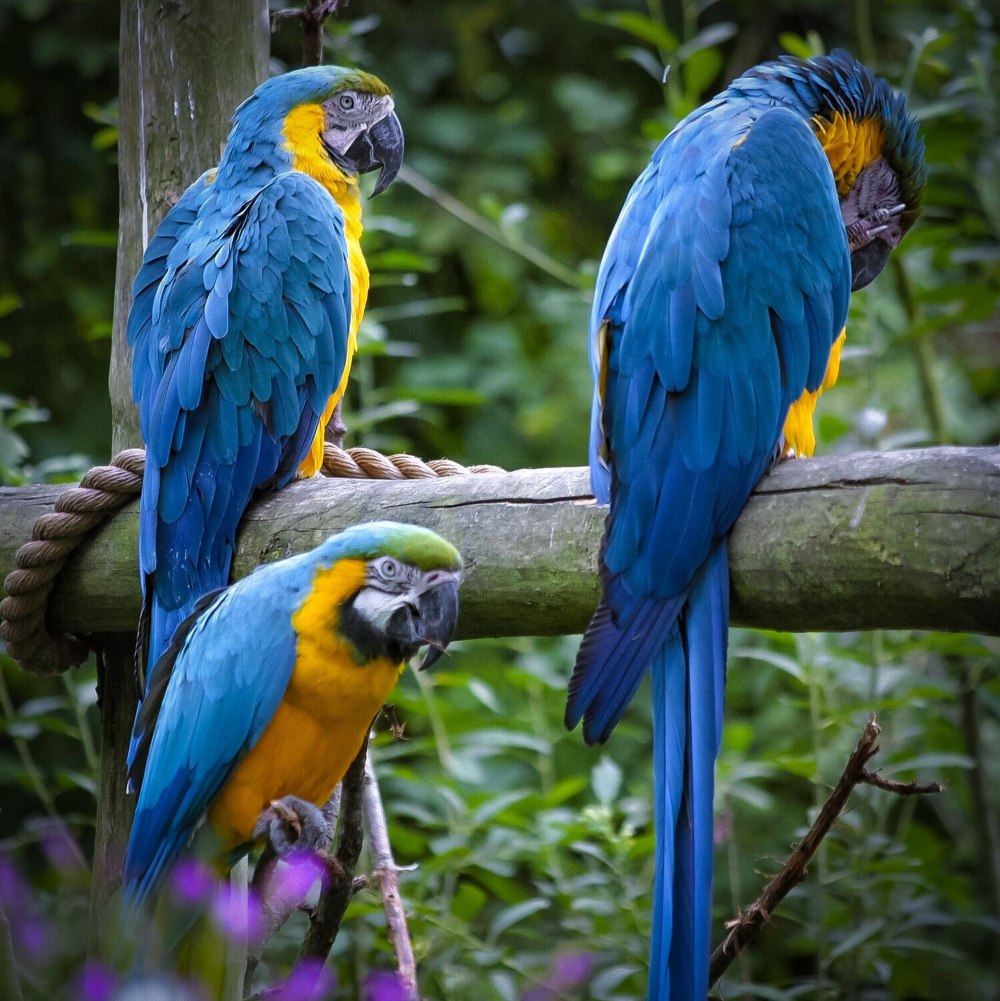 Мартиникский ара