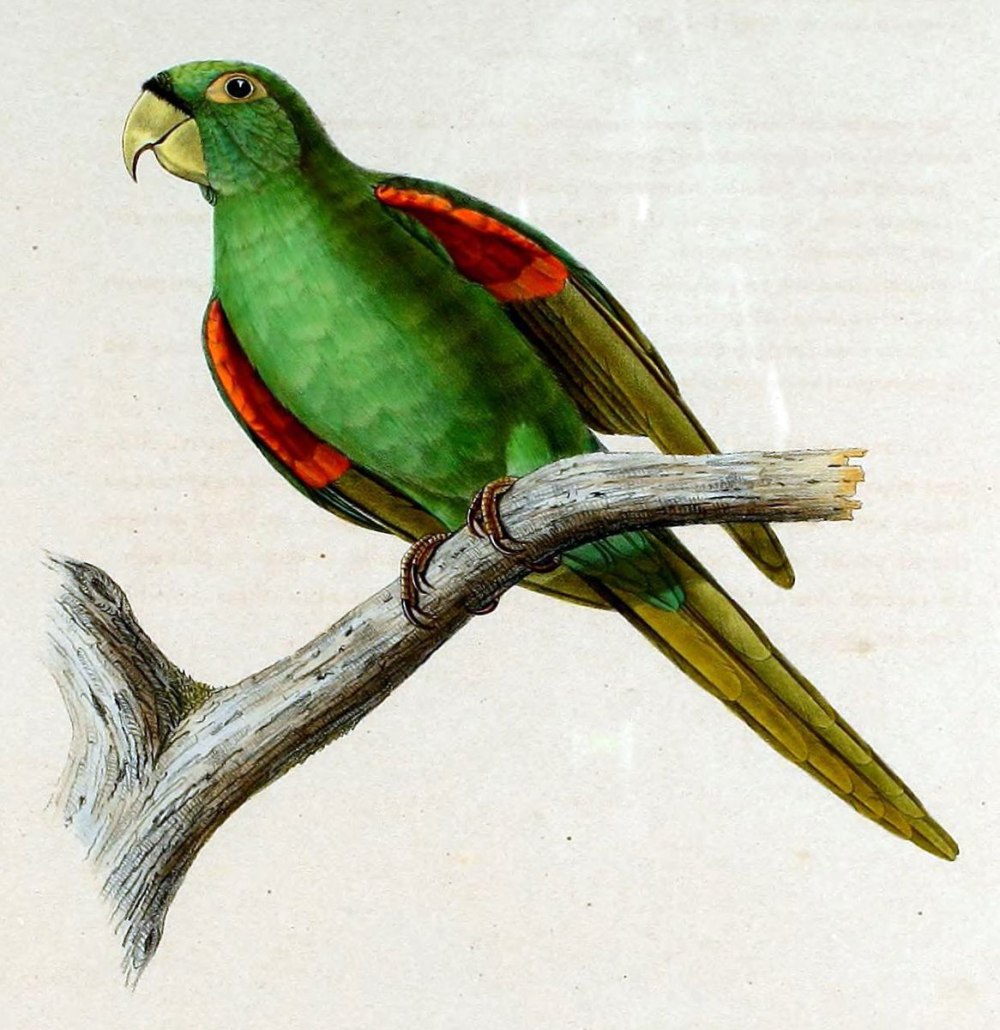 Aratinga chloroptera)