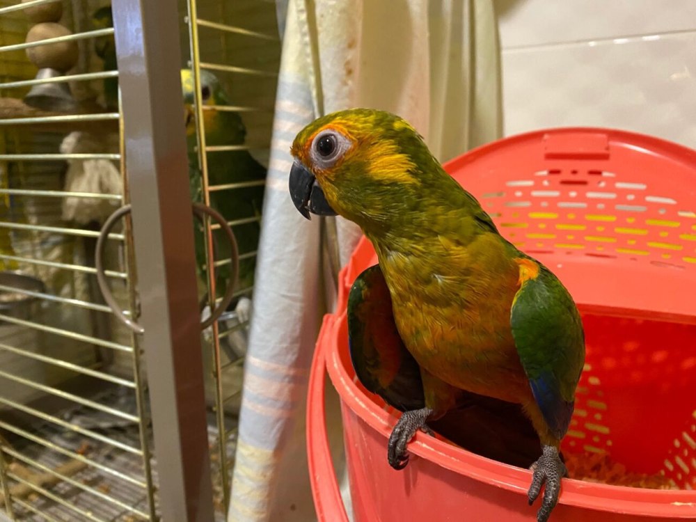 Ручной попугай