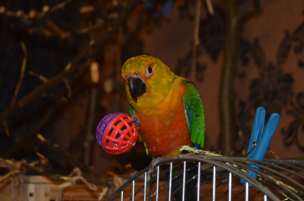 Аратинга попугай зоомагазин