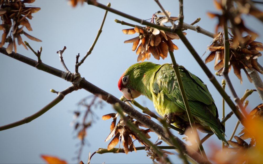 Джунгли ветка для попугаев без попугаев