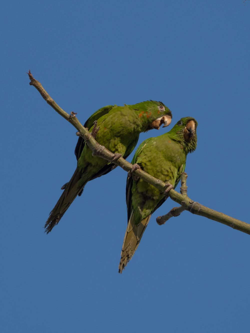 Кубинский аратинга
