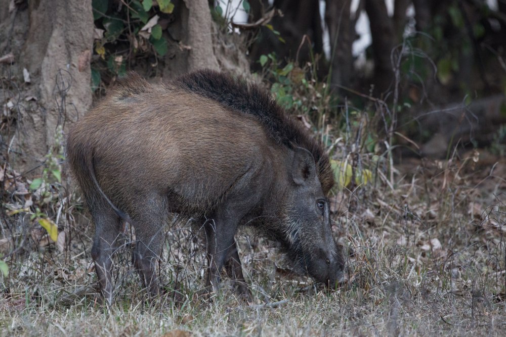 Кабан (sus scrofa)