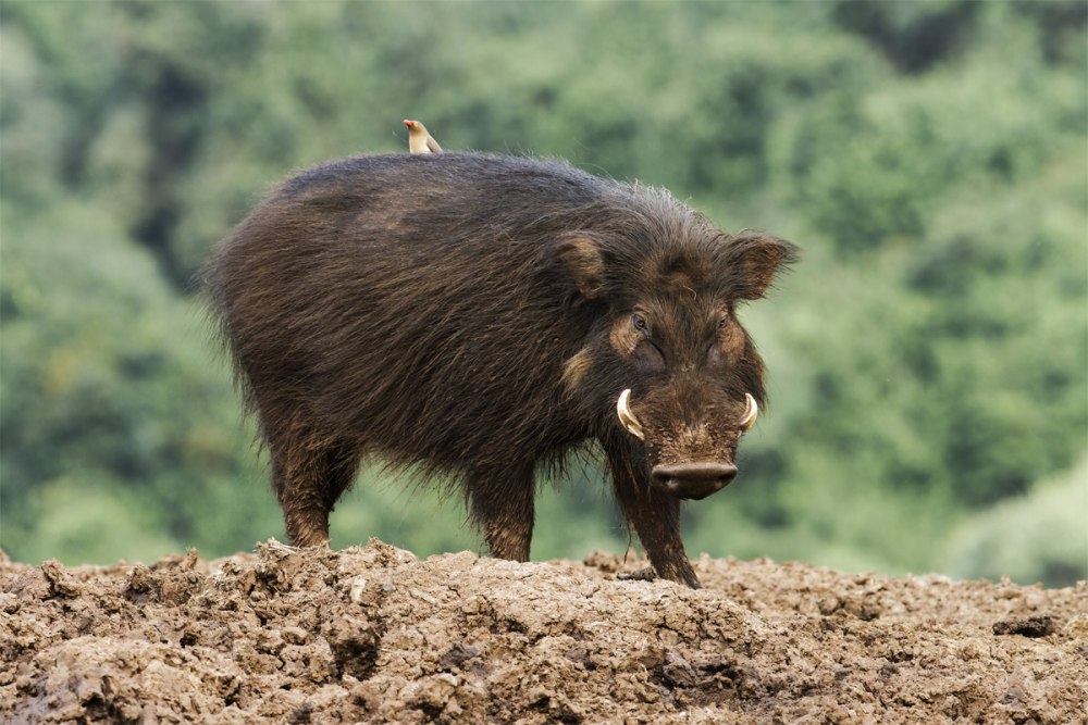 Hylochoerus (Лесная свинья)