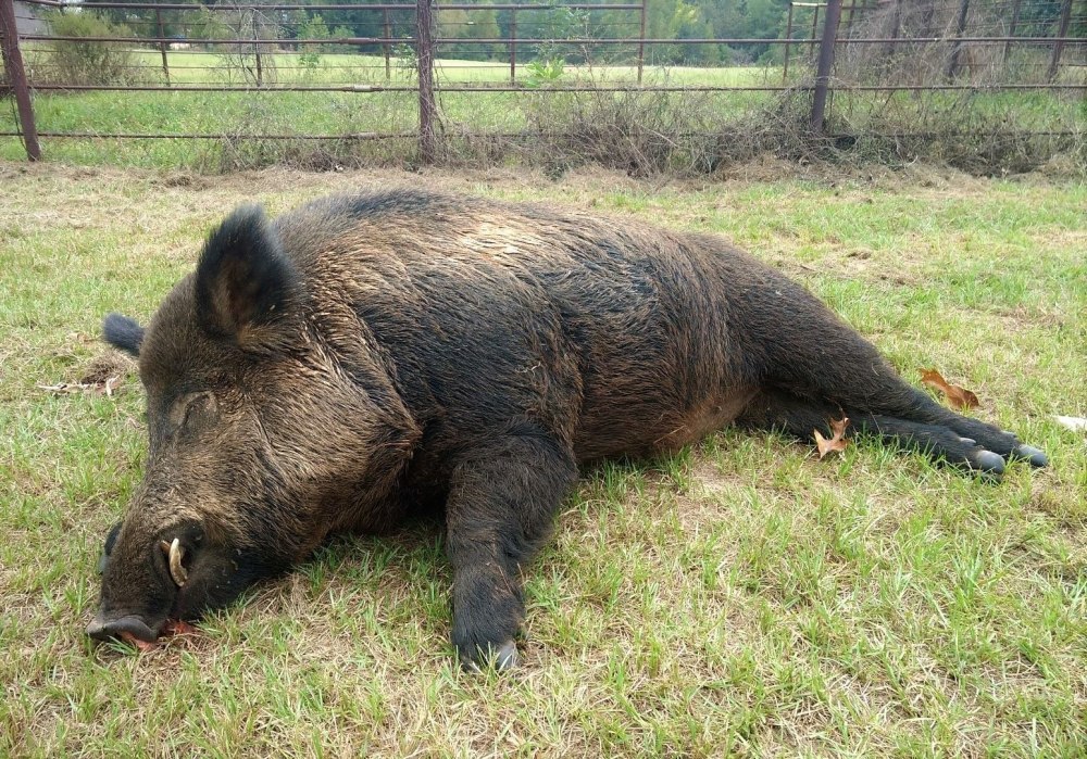 Кабан (sus scrofa)