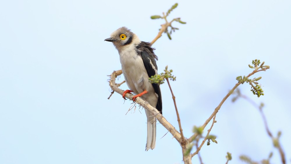 Длиннохохлый очковый сорокопут (Prionops plumatus)