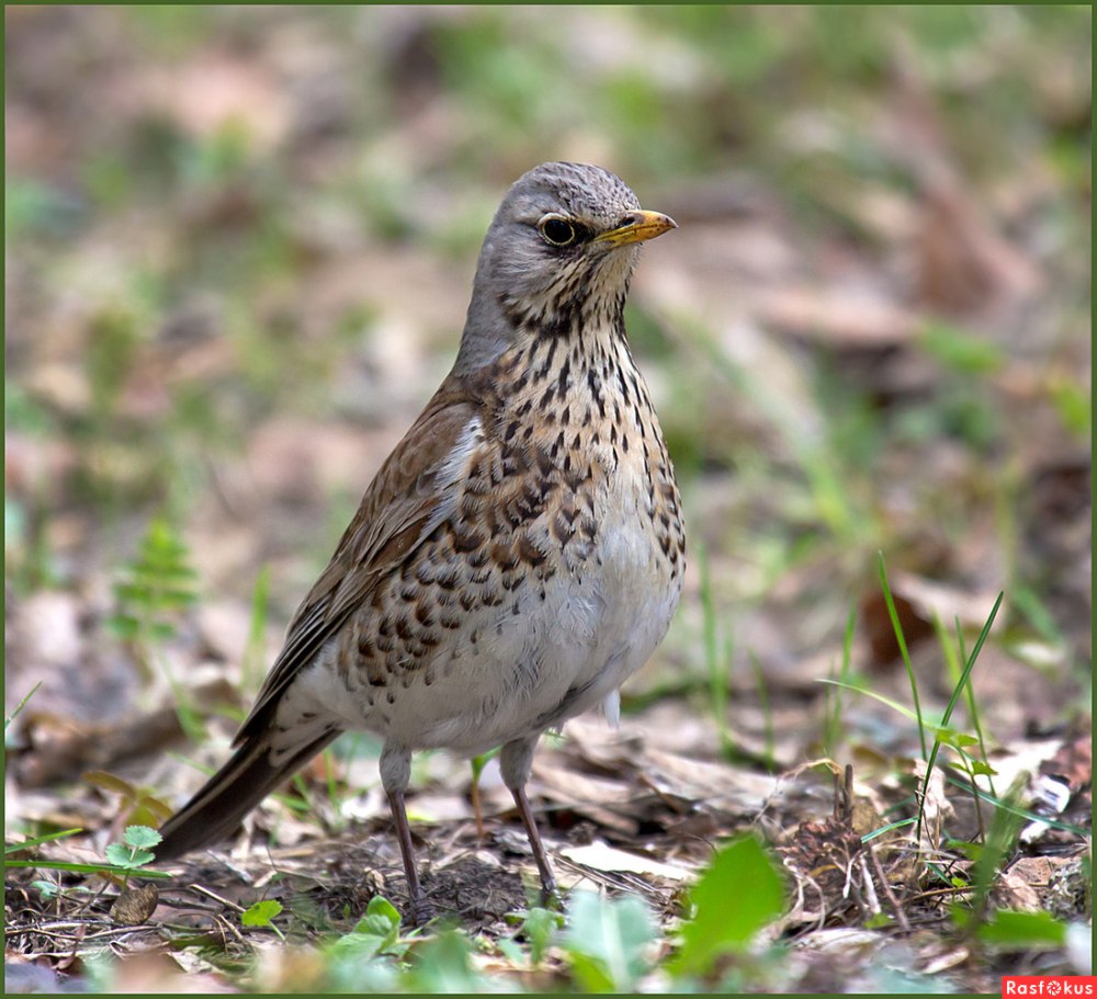 Серый Дрозд деряба