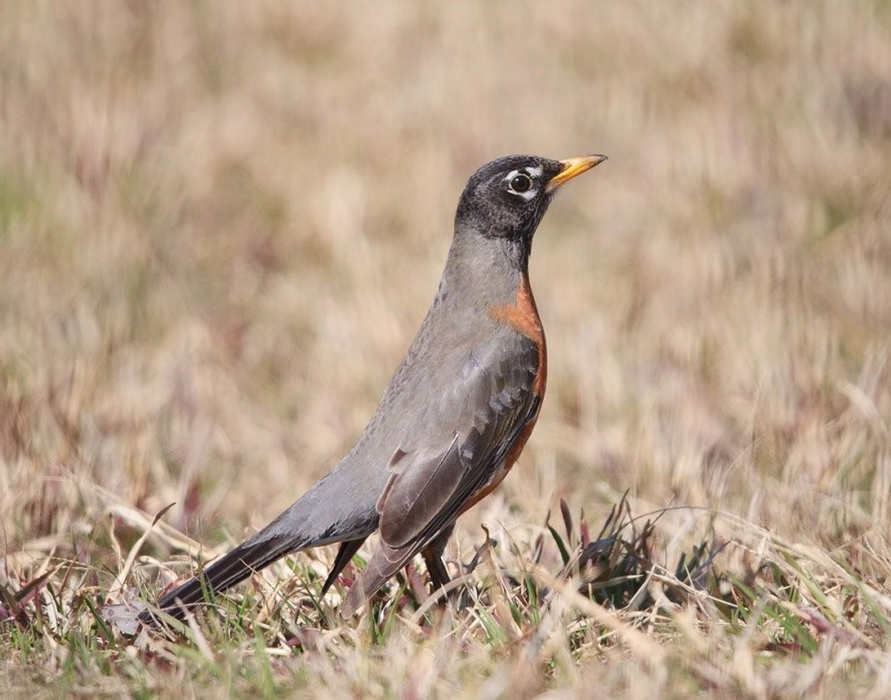 Странствующий Дрозд