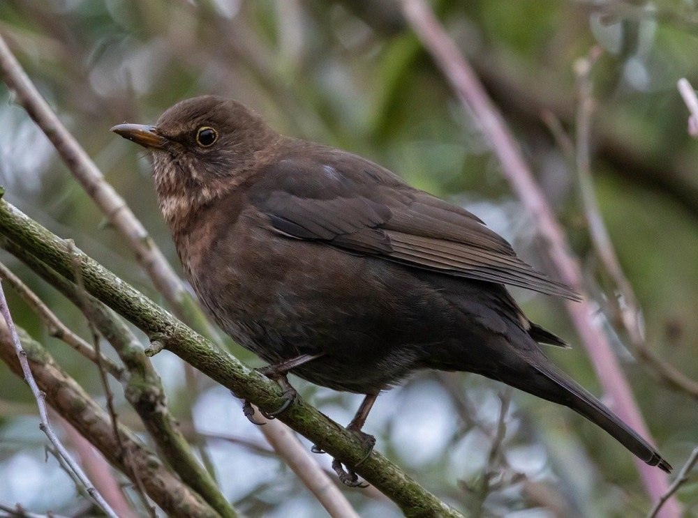 Коричневый Дрозд