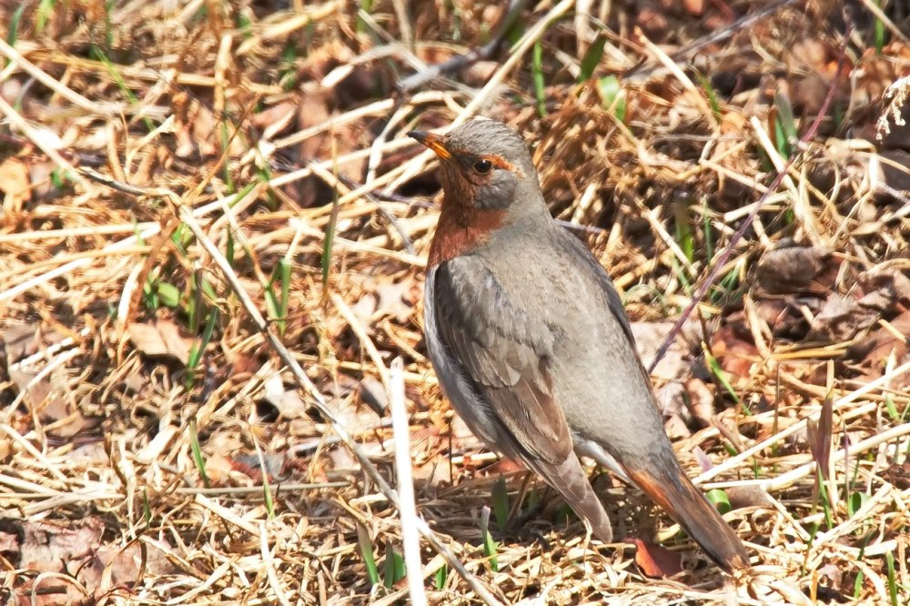 Фото птицы краснозобый Дрозд