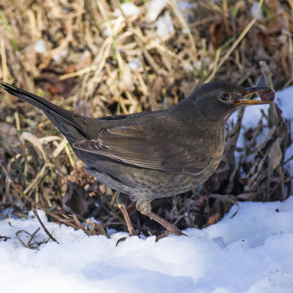 Дрозд-рябинник серый Дрозд деряба