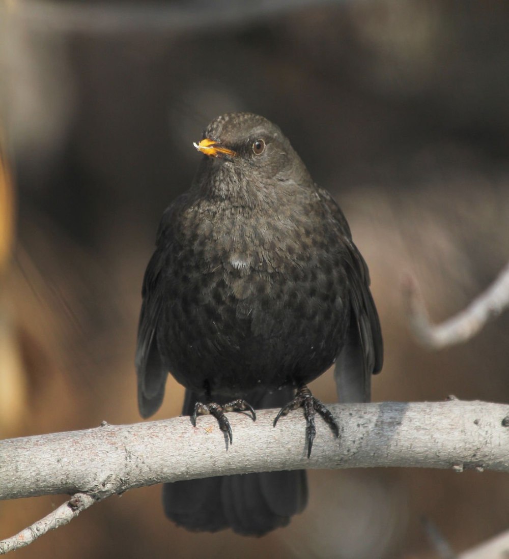 Дрозд чёрный (turdus Merula)
