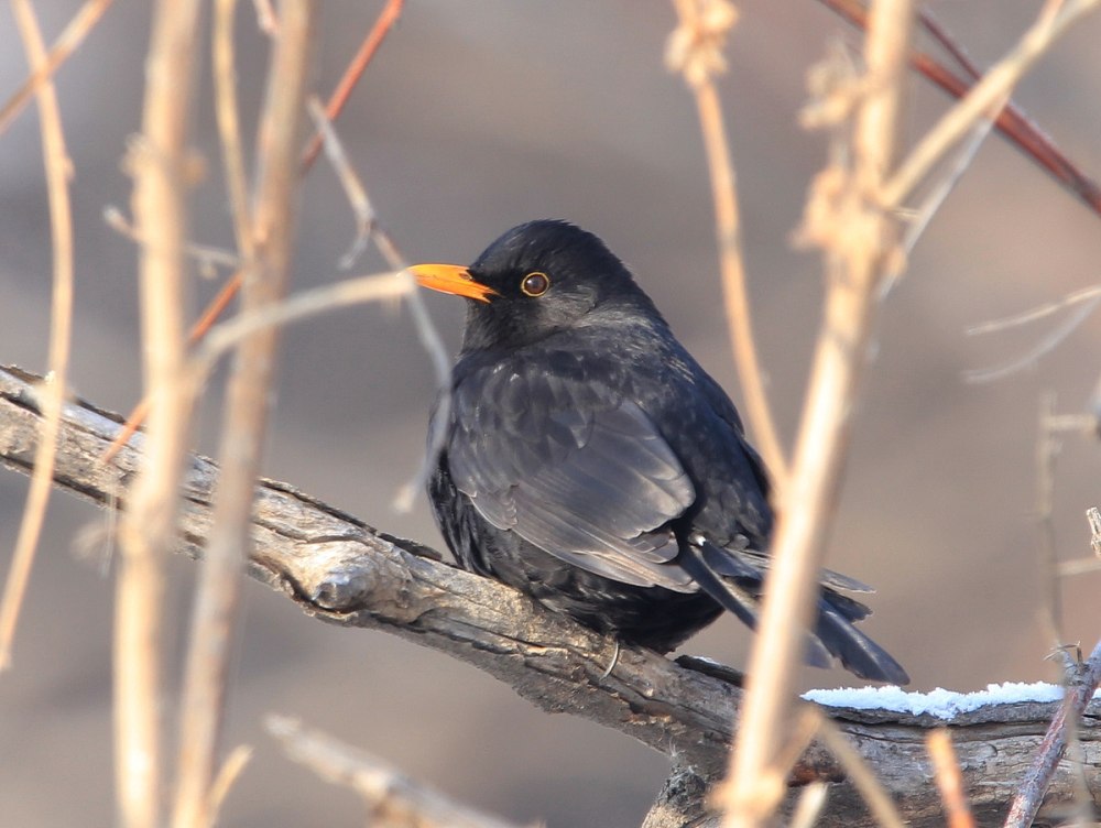 Черный Дрозд Ташкент