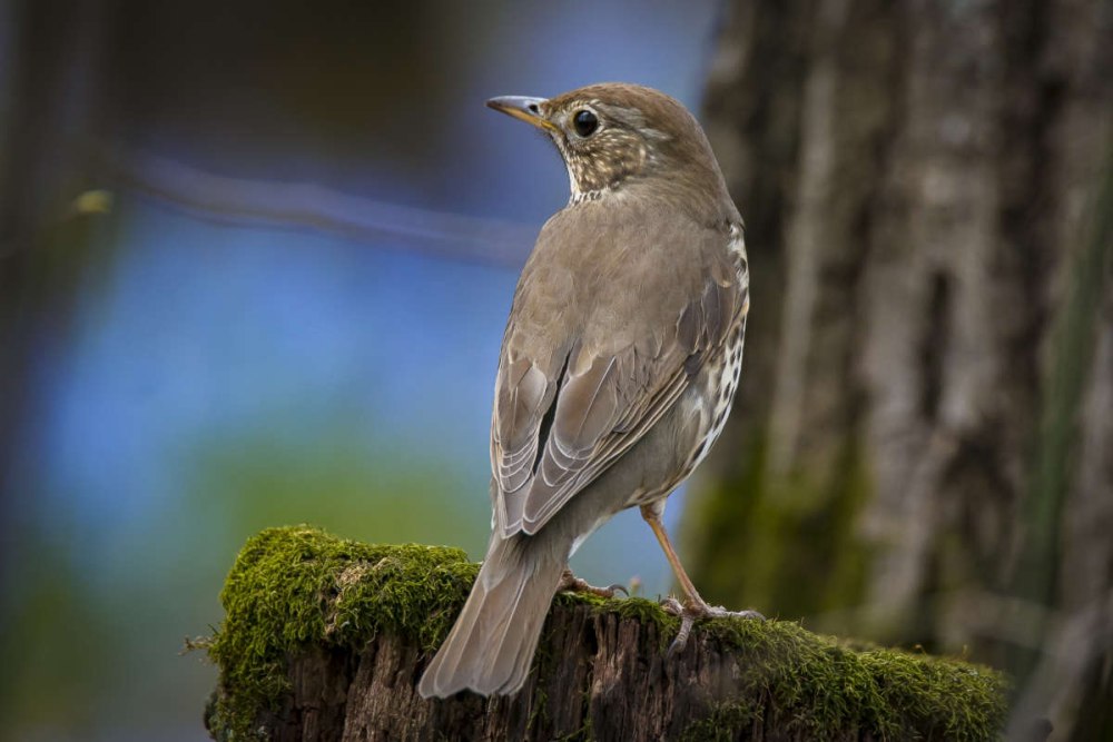 Серый Дрозд