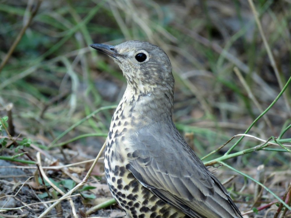Птица деряба голос