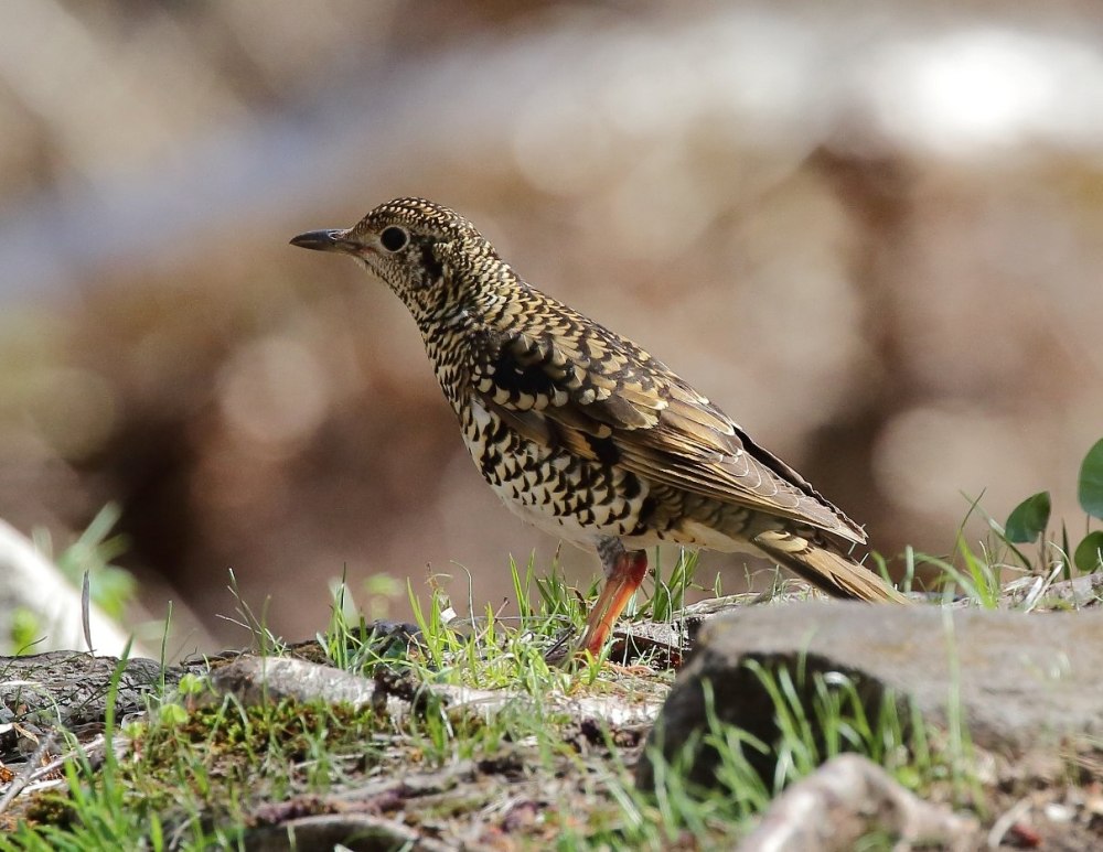 Пестрый Земляной Дрозд