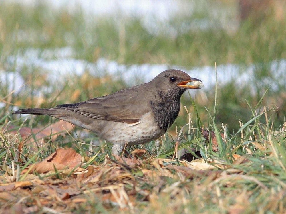 Птица чернозобый Дрозд