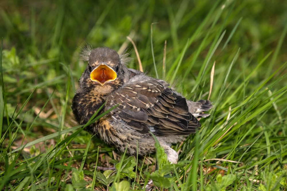 Дикий Дрозд