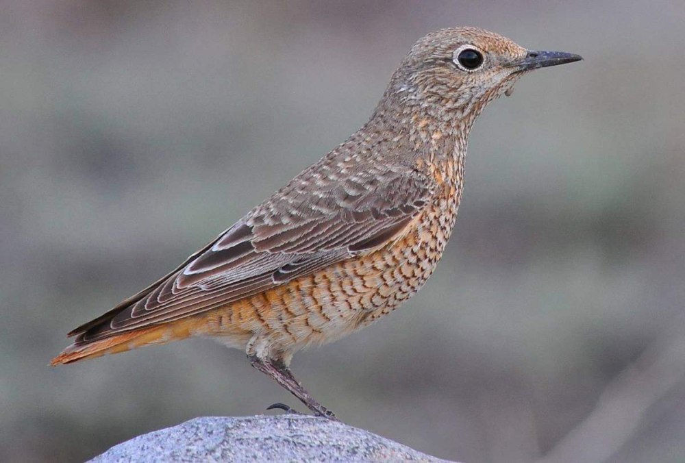 Пестрый скаловый Дрозд