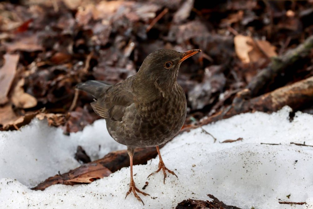Черный Дрозд красивое фото