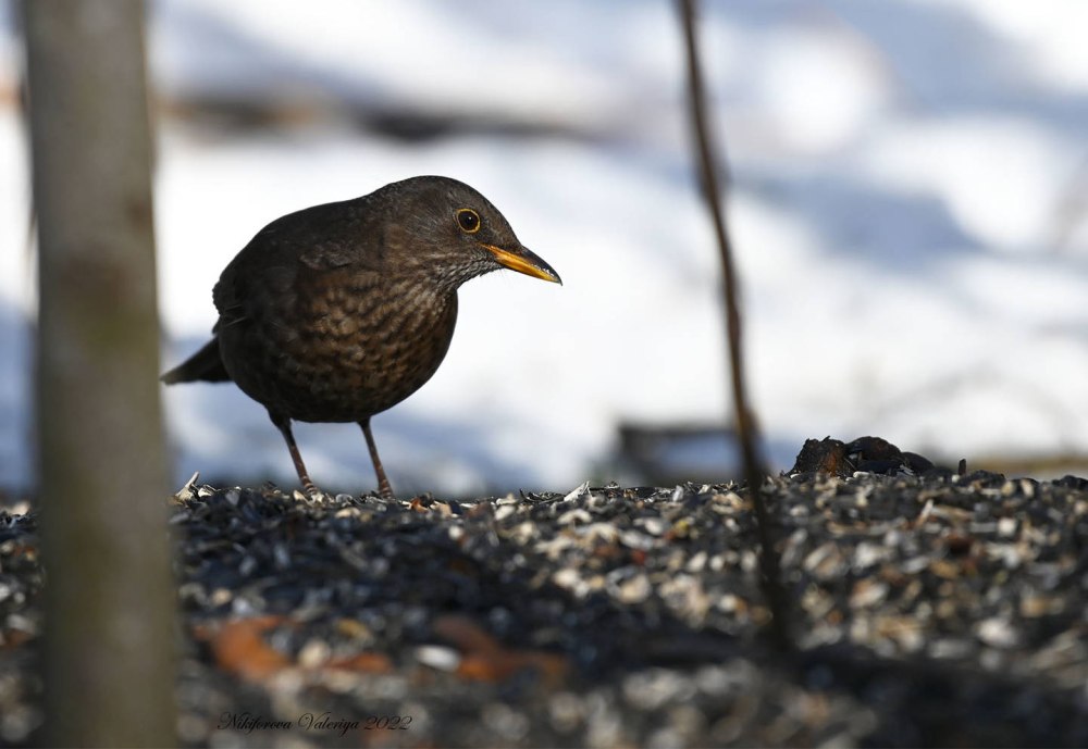 Видео про птиц