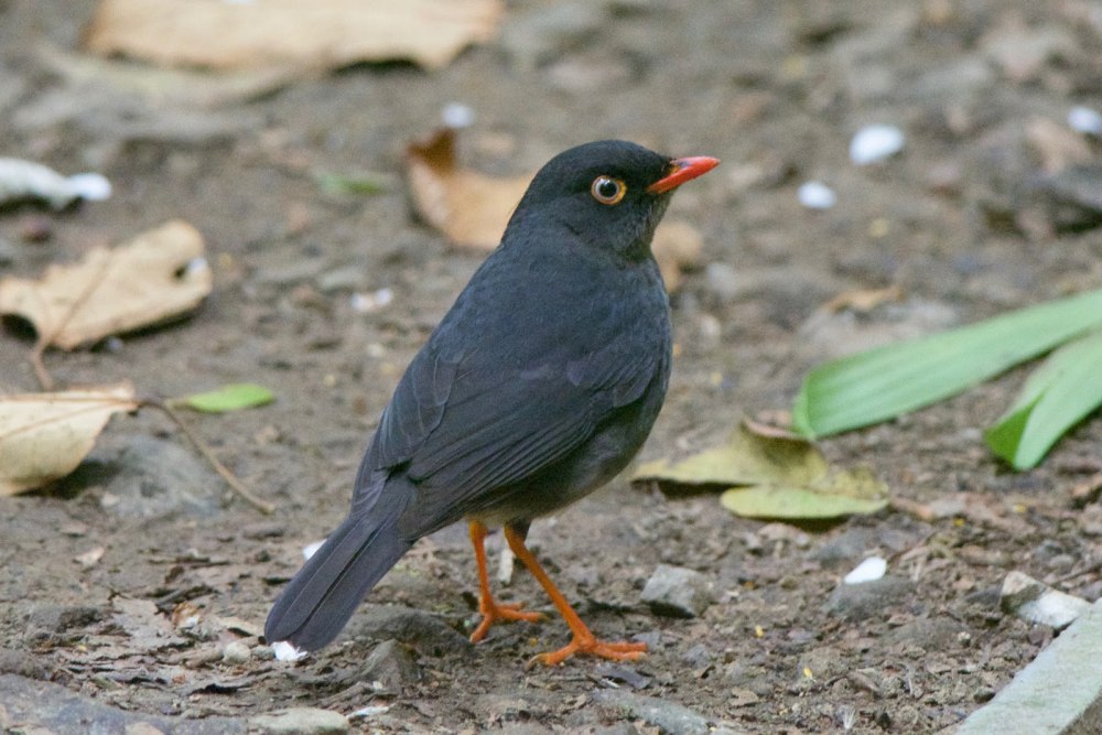 • Сибирский Дрозд (Geokichla sibirica)
