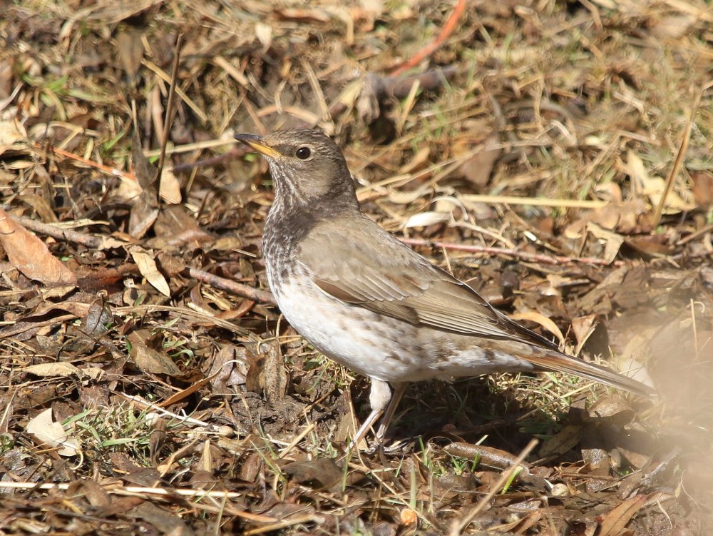 С днём Дроздов