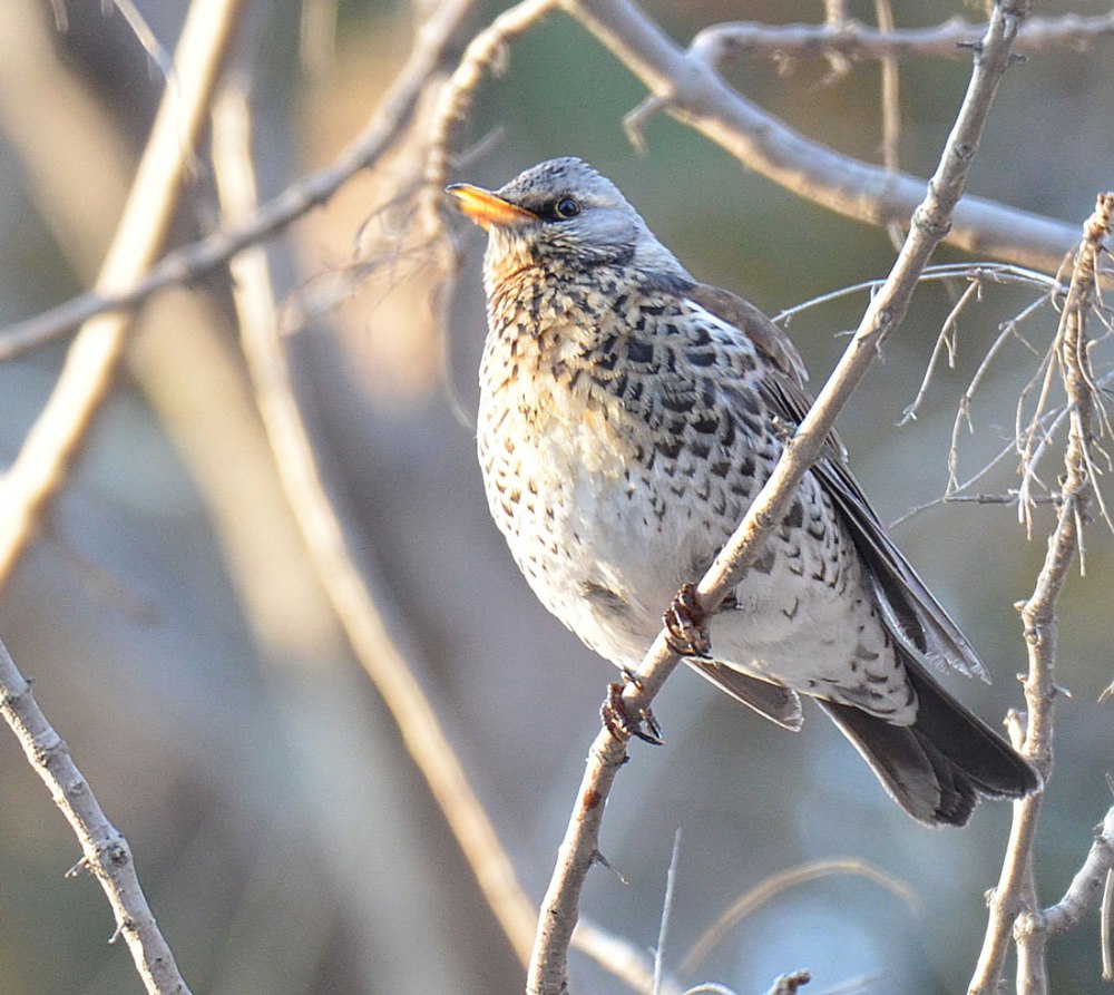 Серый Дрозд рябинник