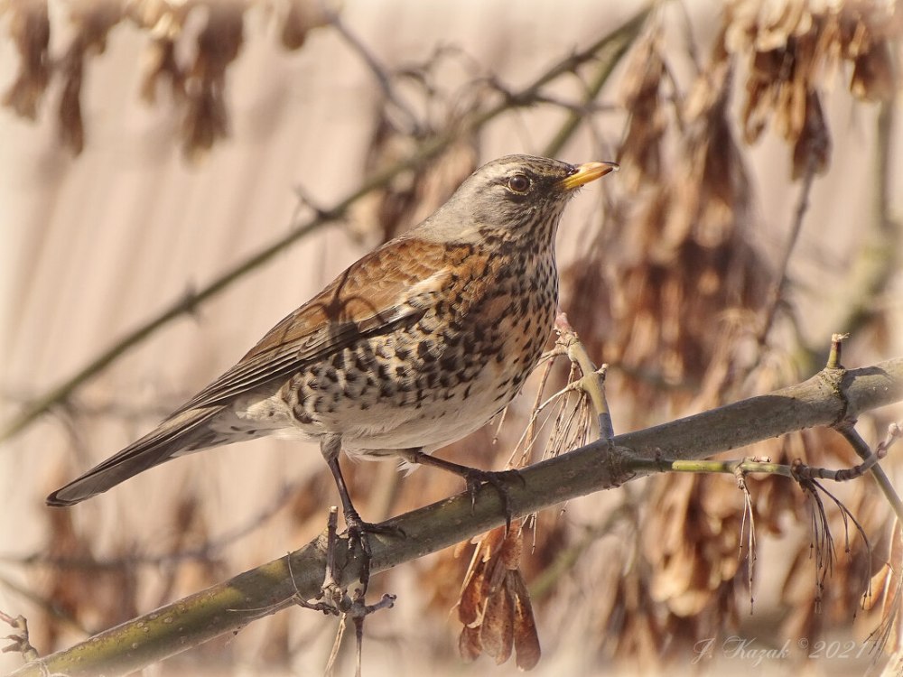 Птица Дрозд рябинник пение