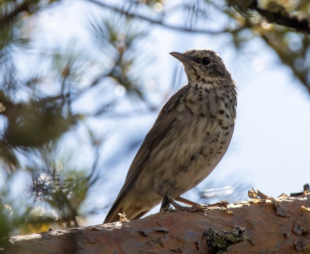 Серый Дрозд