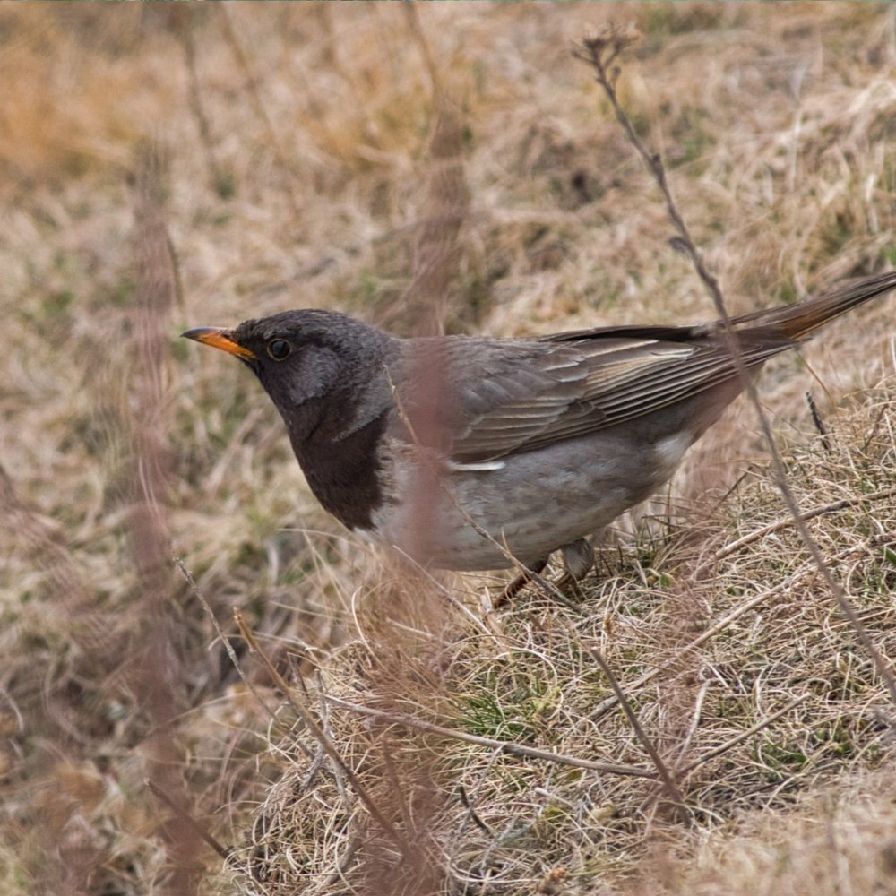Темнозобый Дрозд