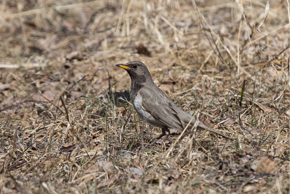Чернозобый Дрозд яйца