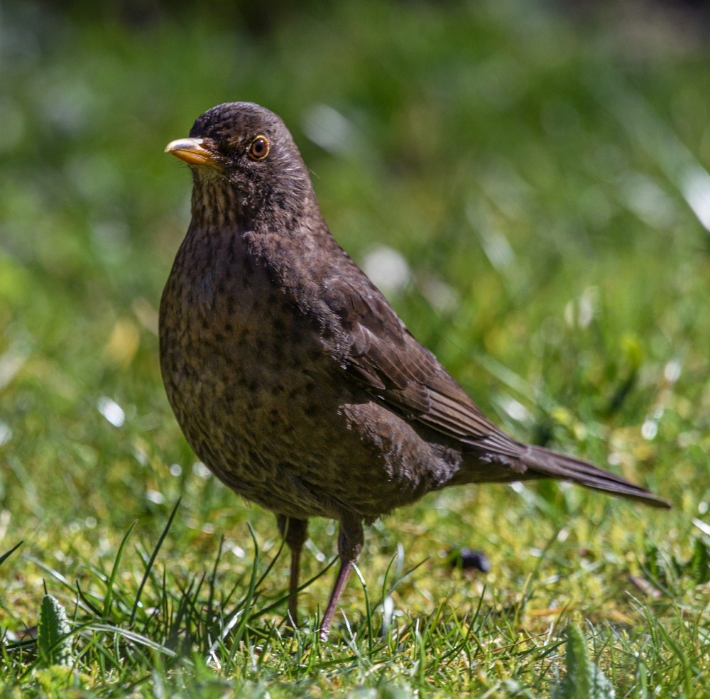 Черный пёстрый Дрозд